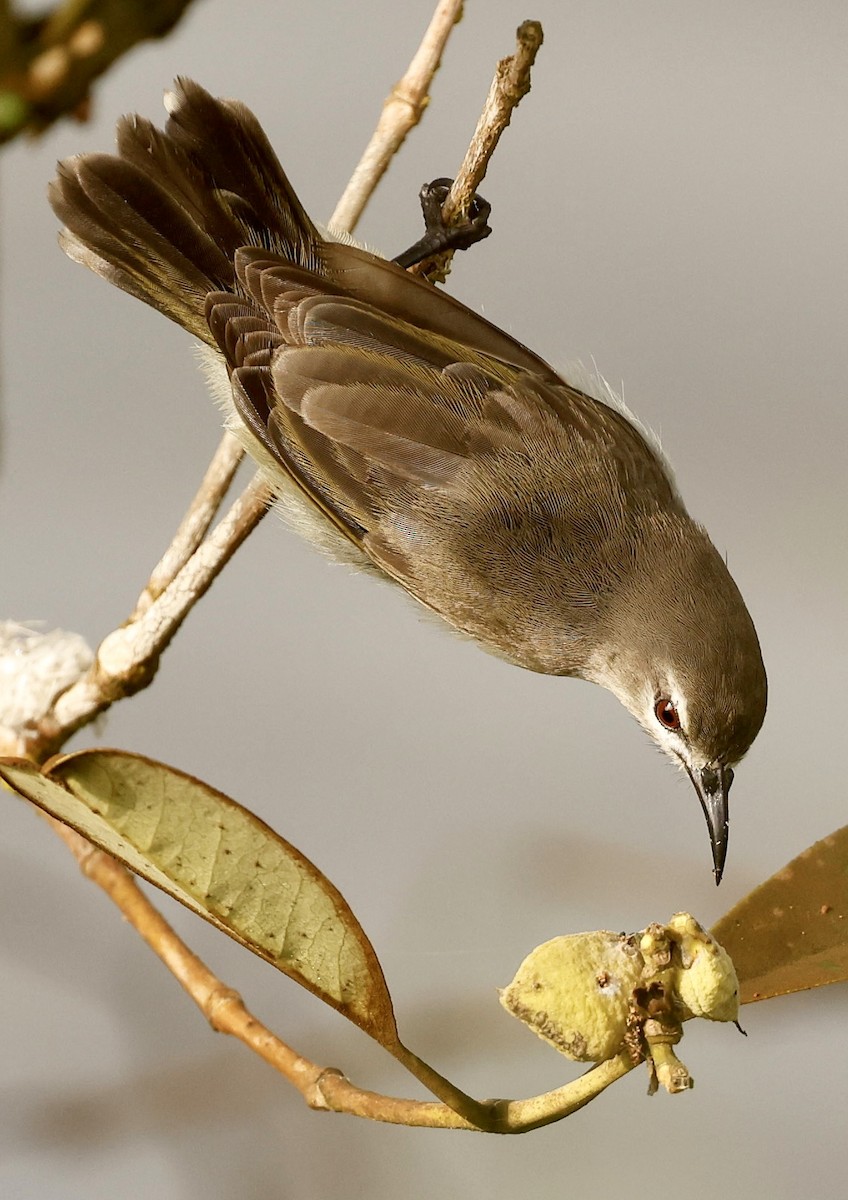 Mouse-brown Sunbird - ML560712541