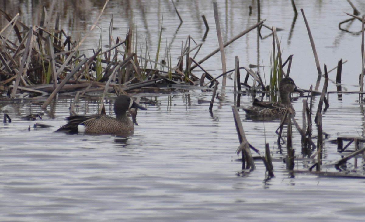 eBird Checklist - 21 Apr 2023 - Lyman Woods Forest Preserve - 45 species