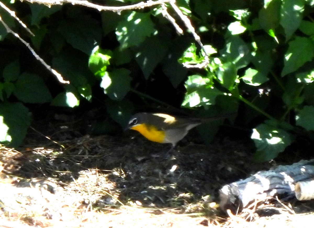 Yellow-breasted Chat - ML560725041