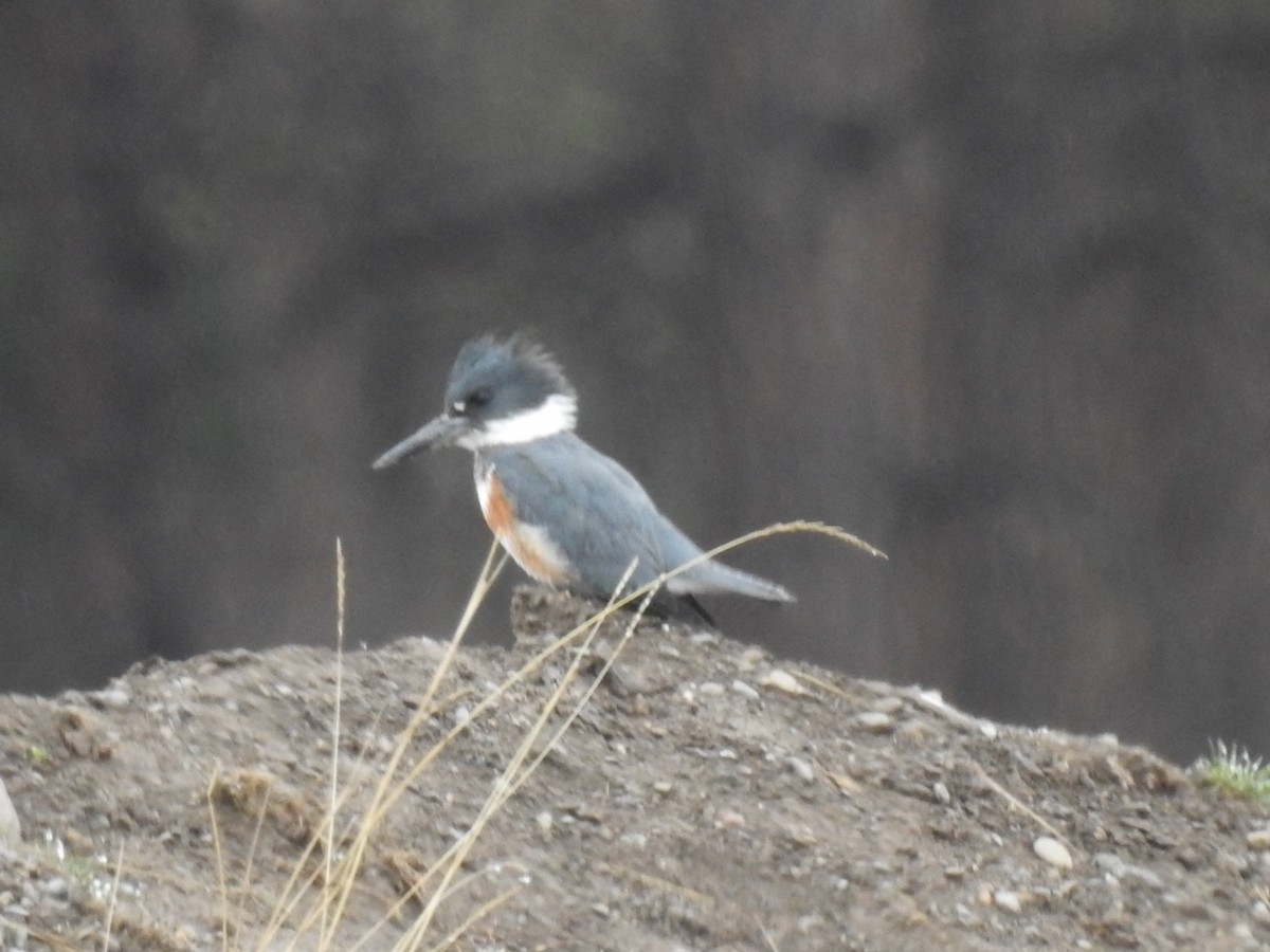 Belted Kingfisher - ML560728401