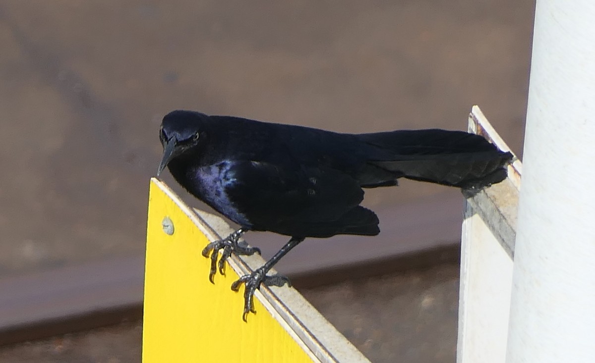 Great-tailed Grackle - ML560728971