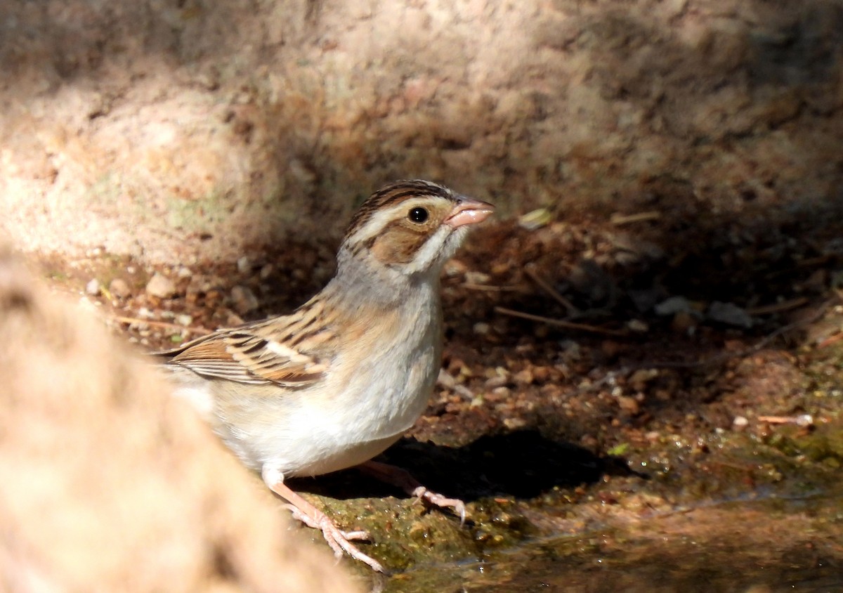 Clay-colored Sparrow - ML560729551