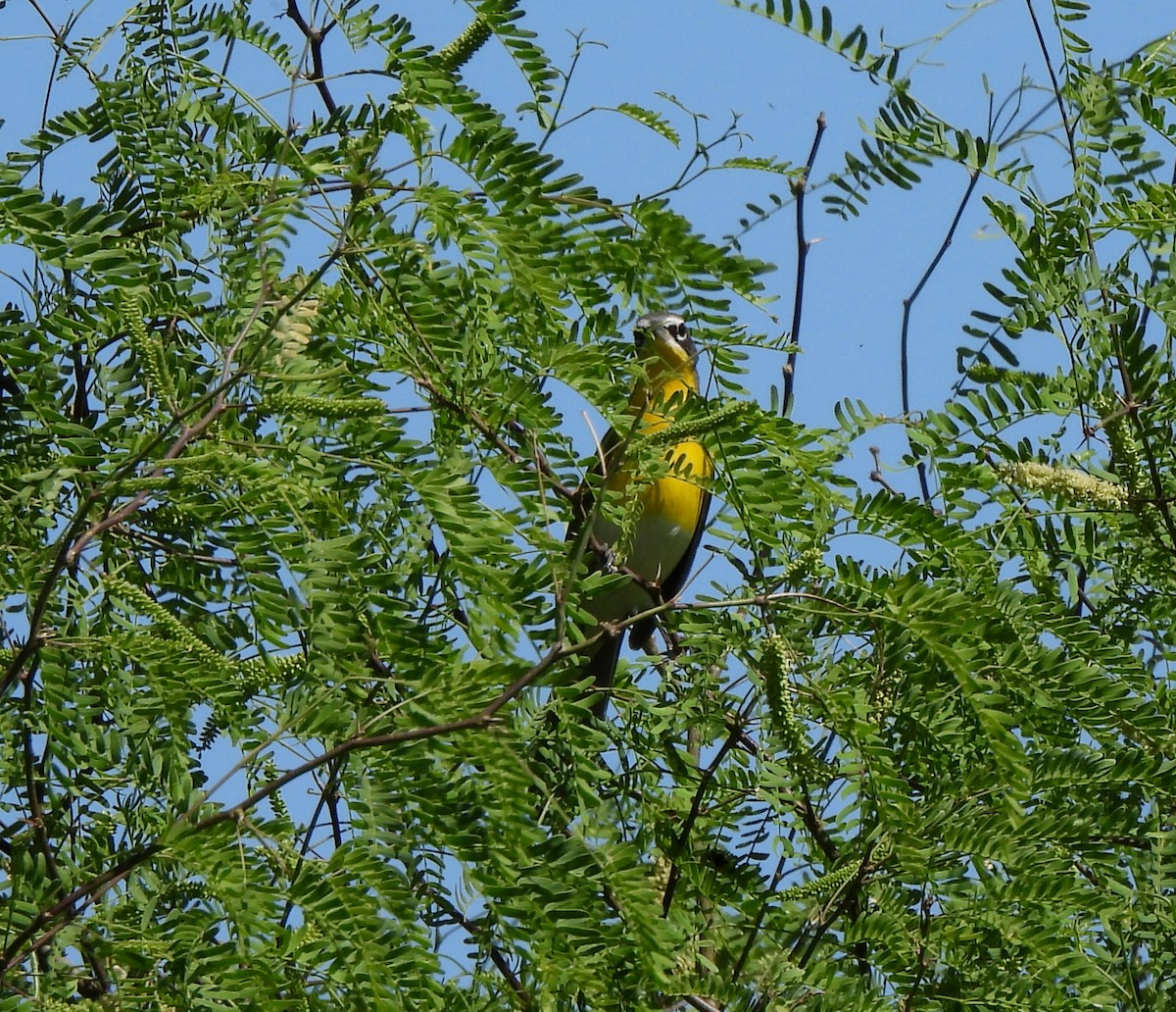 Yellow-breasted Chat - ML560734801