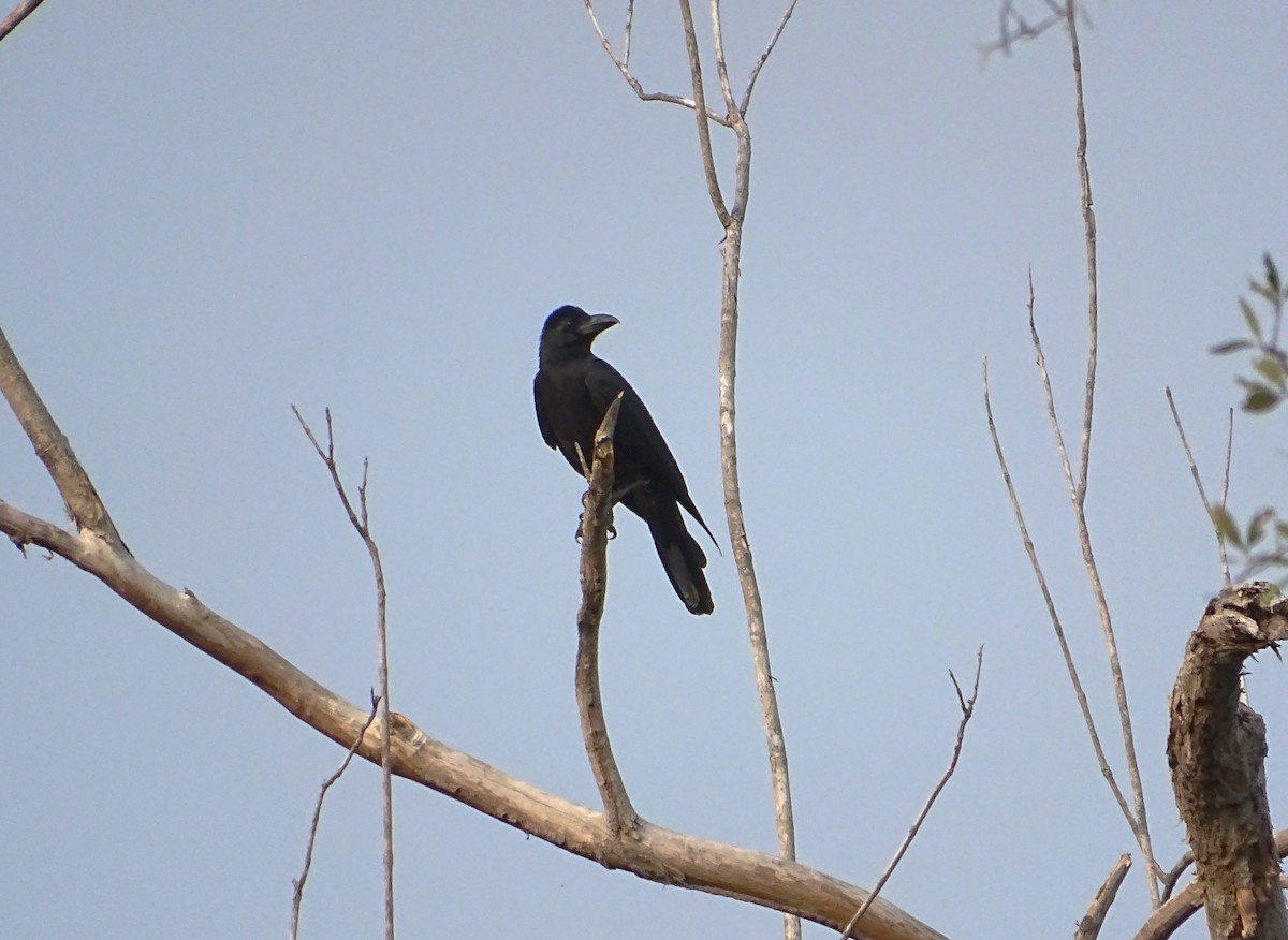 Large-billed Crow - ML560736161