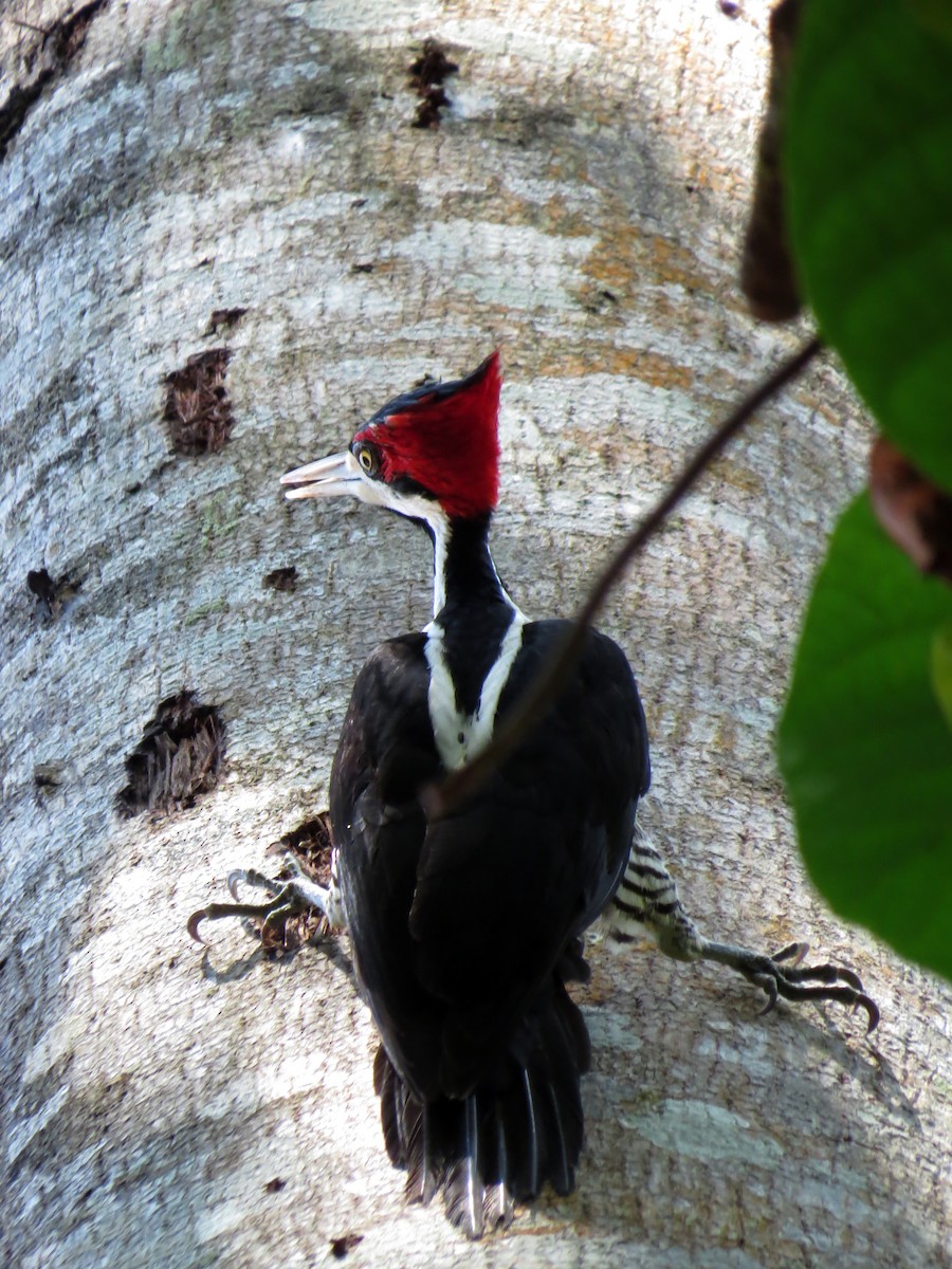 Crimson-crested Woodpecker - ML560740461