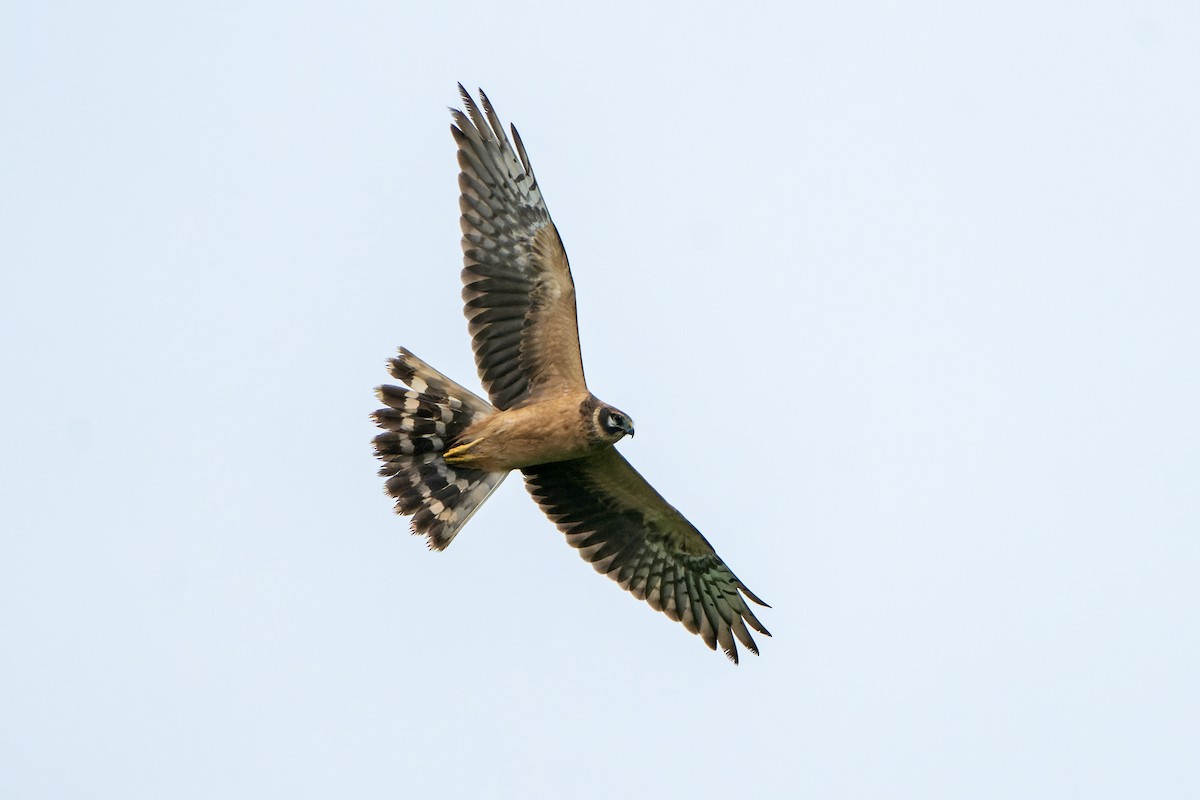 Pallid Harrier - Daniel López-Velasco | Ornis Birding Expeditions