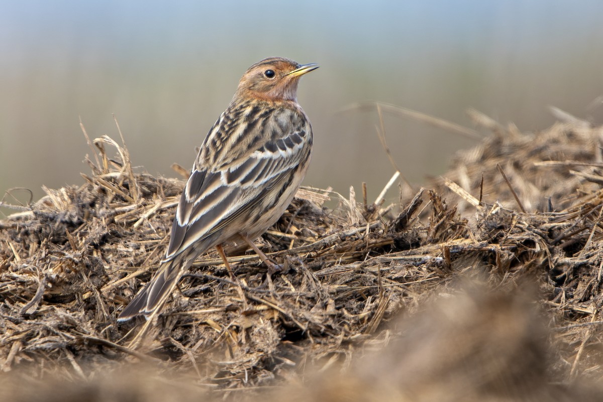 Red-throated Pipit - ML560742141