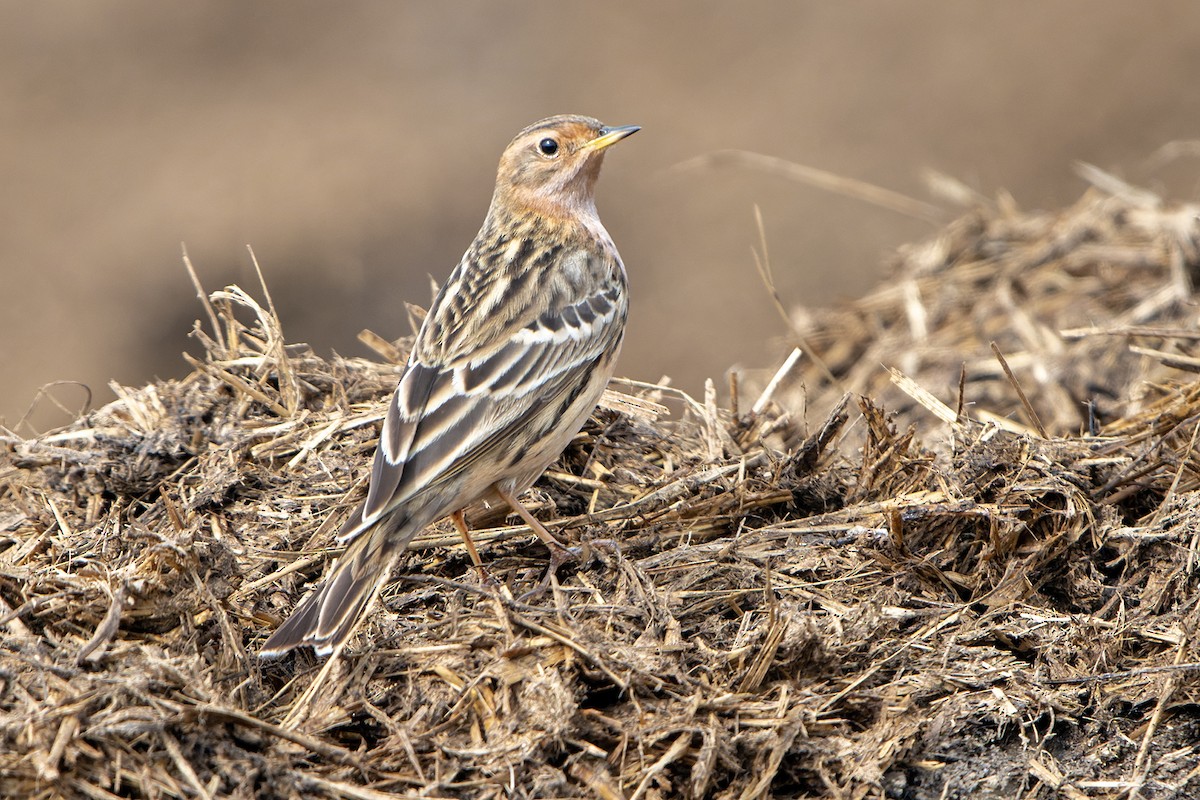 Red-throated Pipit - ML560742151