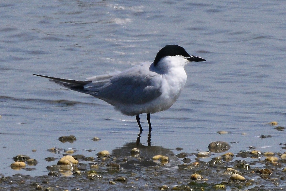 New Jersey EBird Checklist - 21 Apr 2023 - Edwin B. Forsythe NWR ...