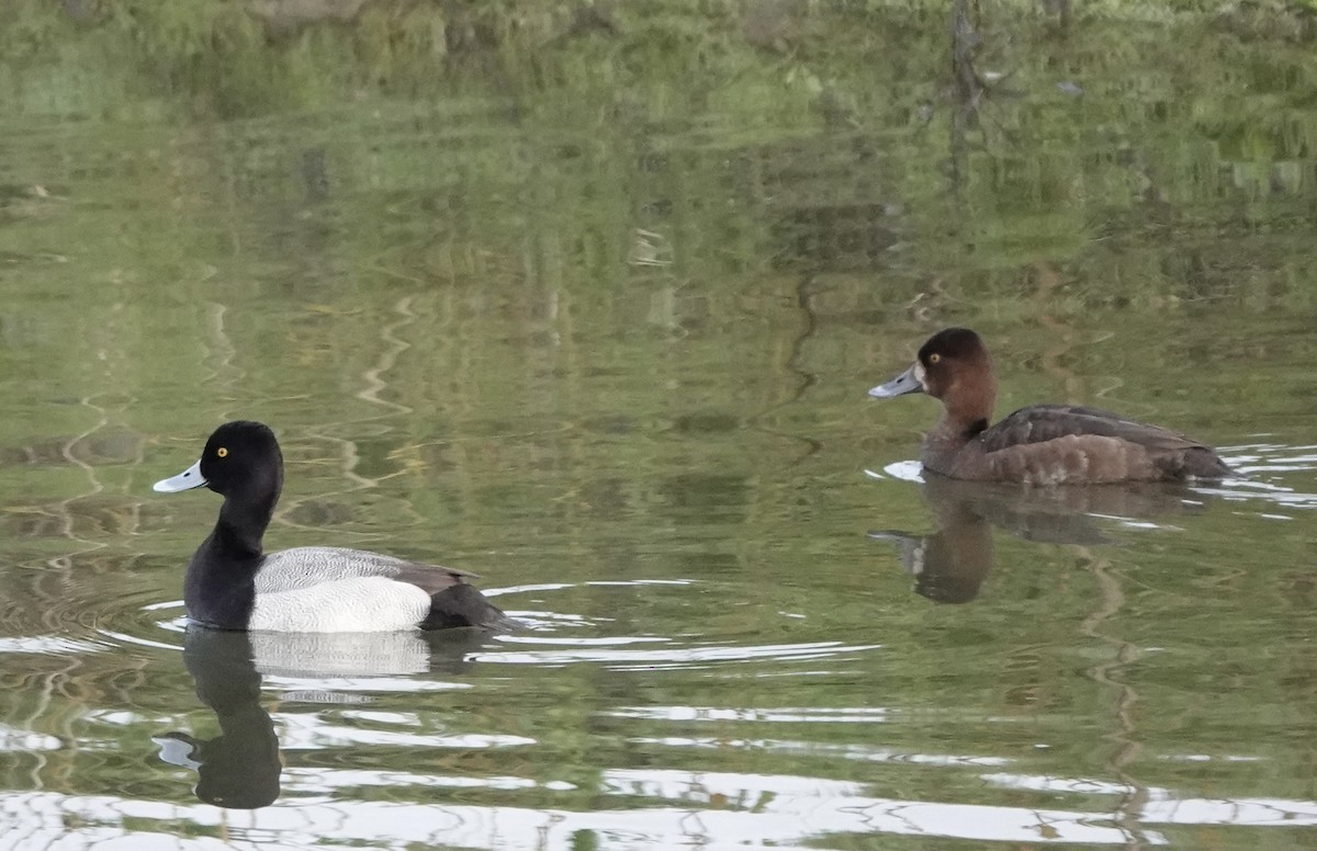 Greater/Lesser Scaup - ML560750741
