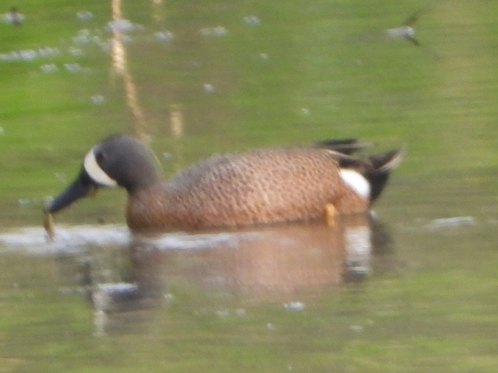Blue-winged Teal - ML560751221