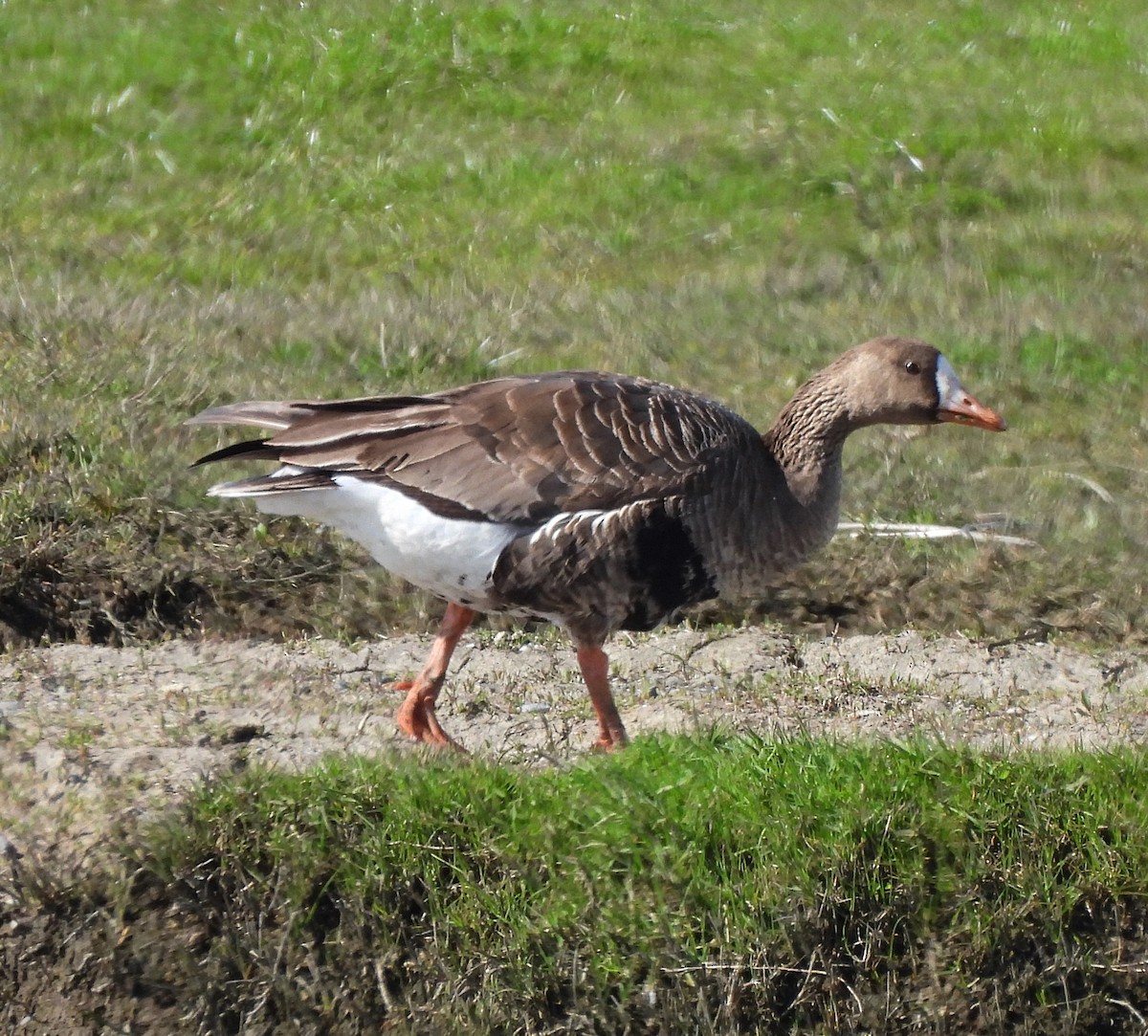 Greater White-fronted Goose - ML560752231