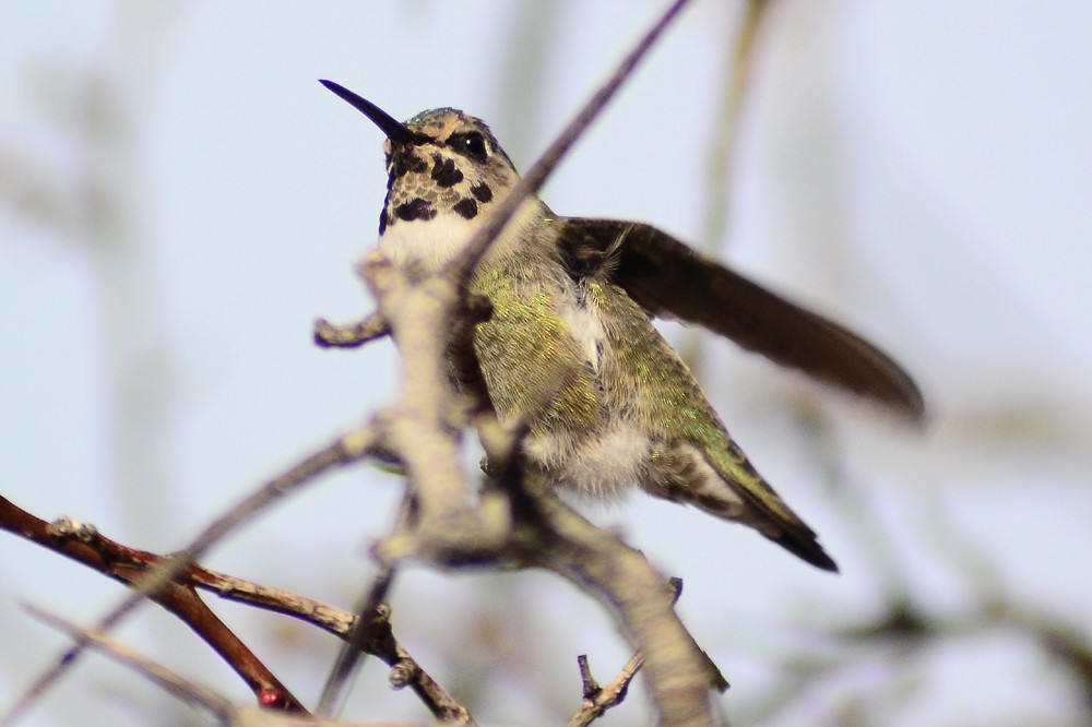 Costa's Hummingbird - ML56075481