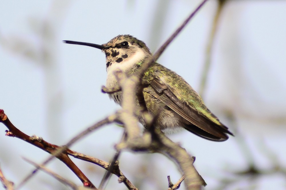 Costa's Hummingbird - ML56075511