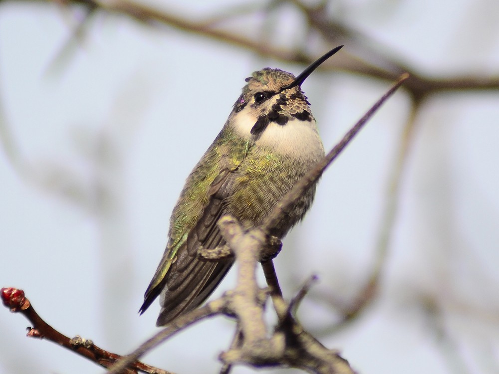 Costa's Hummingbird - ML56075531