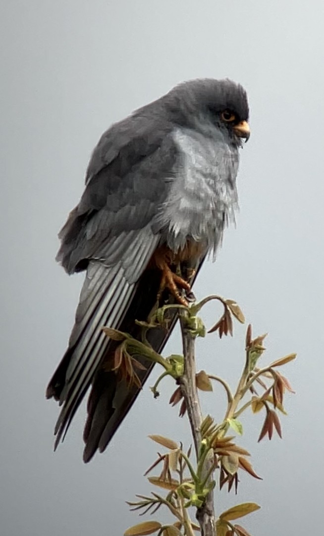 Red-footed Falcon - ML560764451