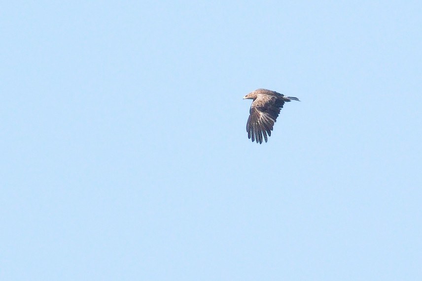 Lesser Spotted Eagle - ML560764721