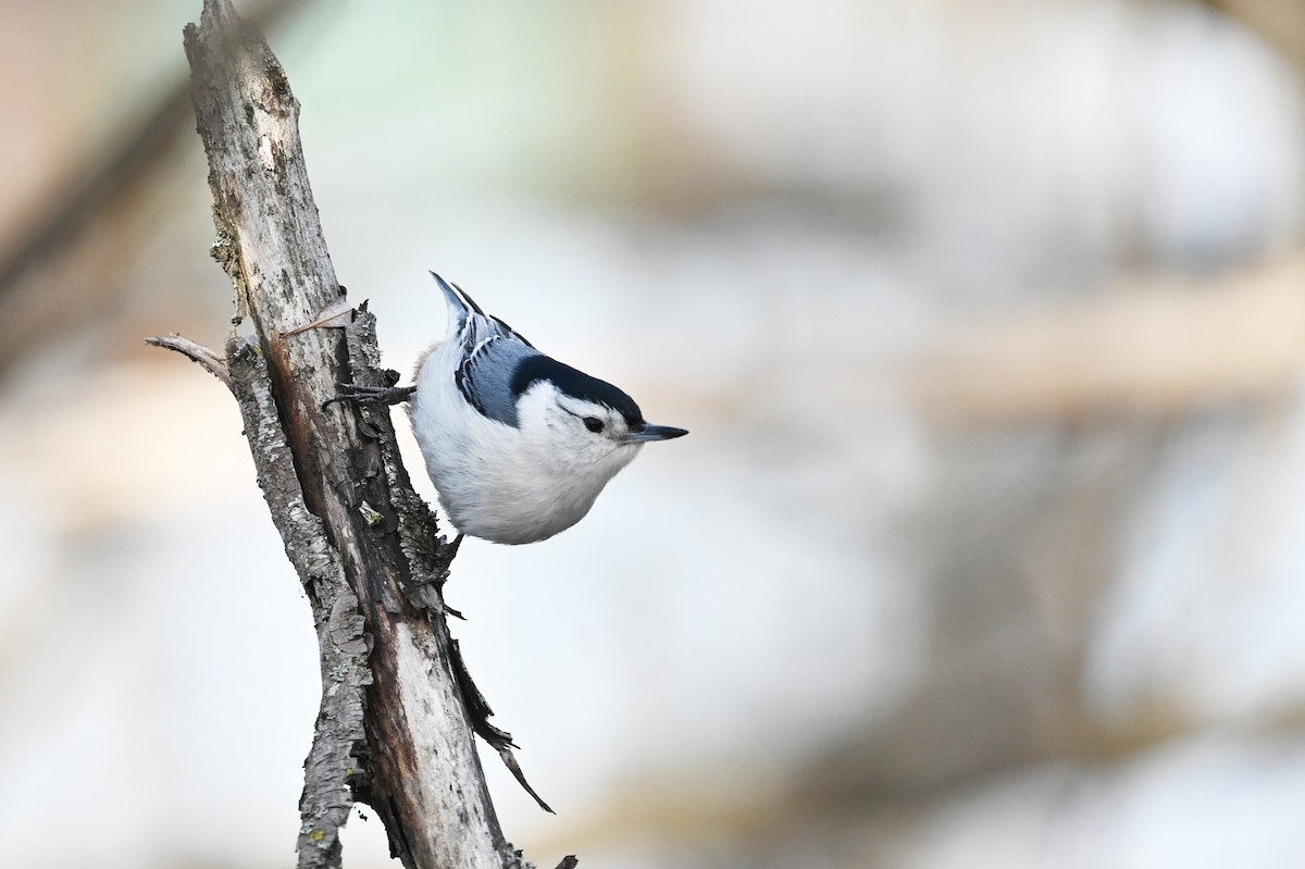 White-breasted Nuthatch - ML560768171