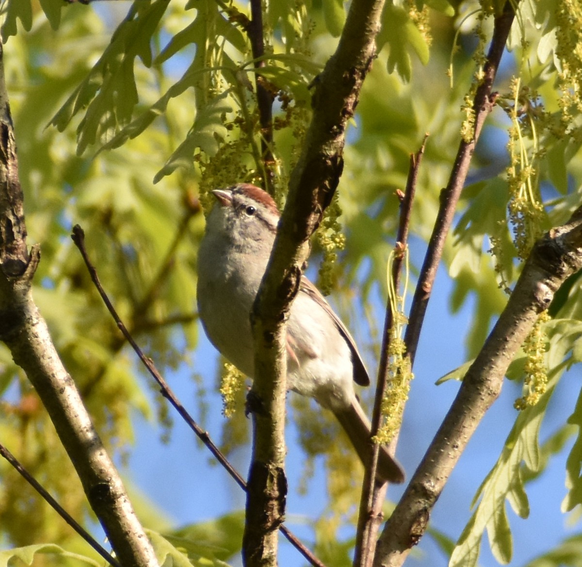 Chipping Sparrow - ML560768441