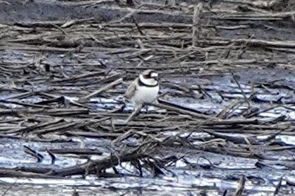 Semipalmated Plover - ML560768871