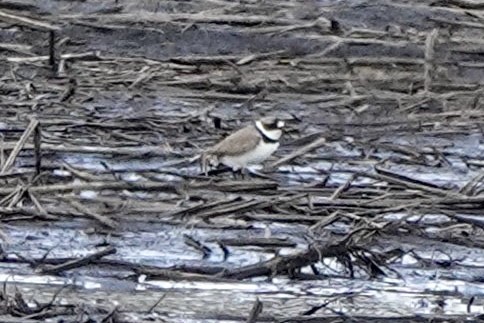 Semipalmated Plover - ML560768881
