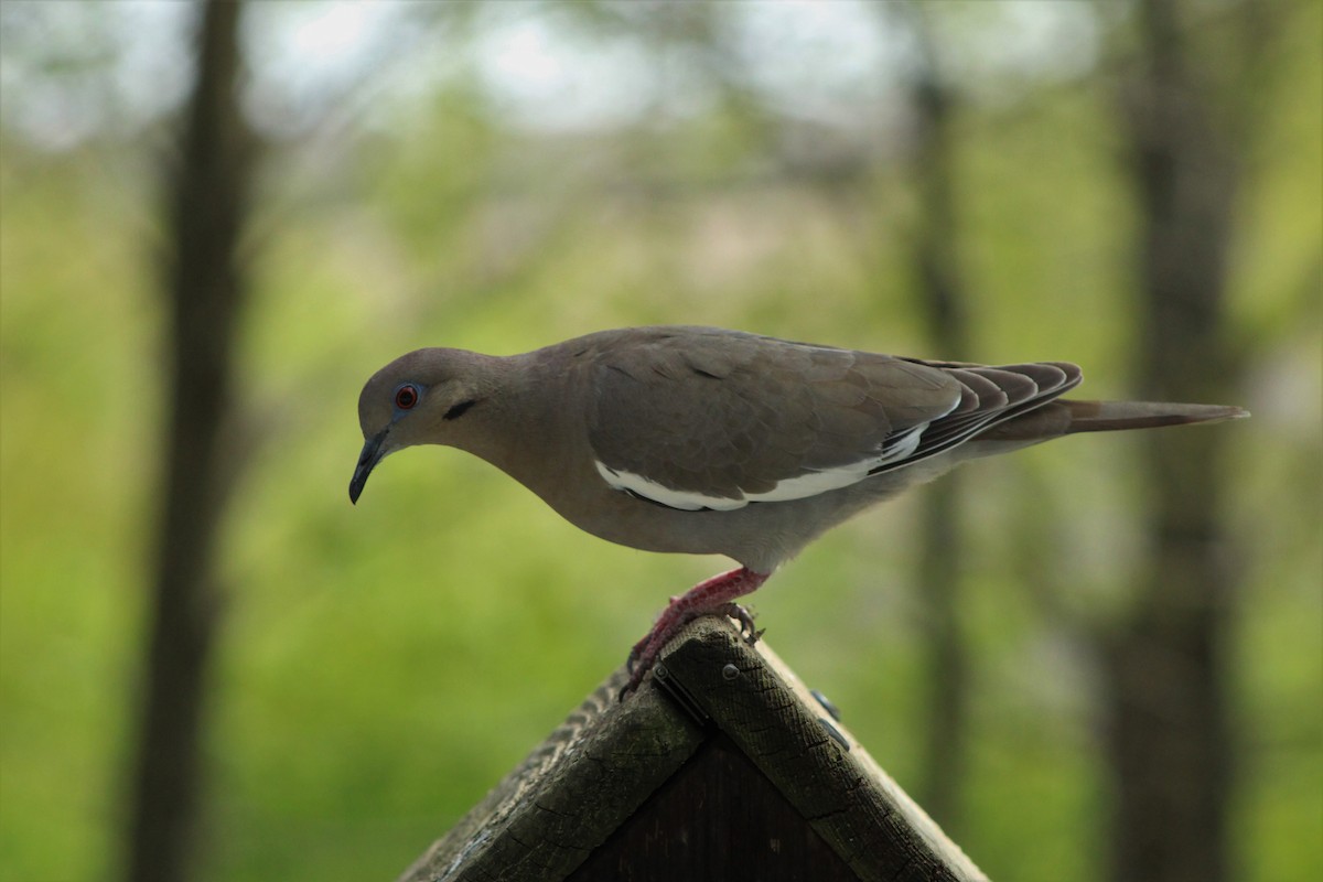 White-winged Dove - greg hartel