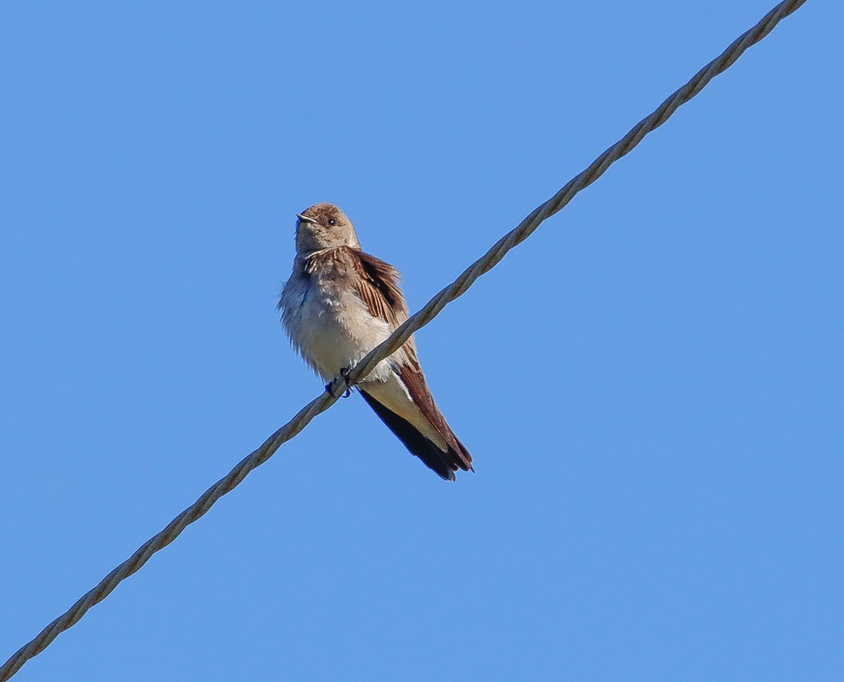 Northern Rough-winged Swallow - ML560776701