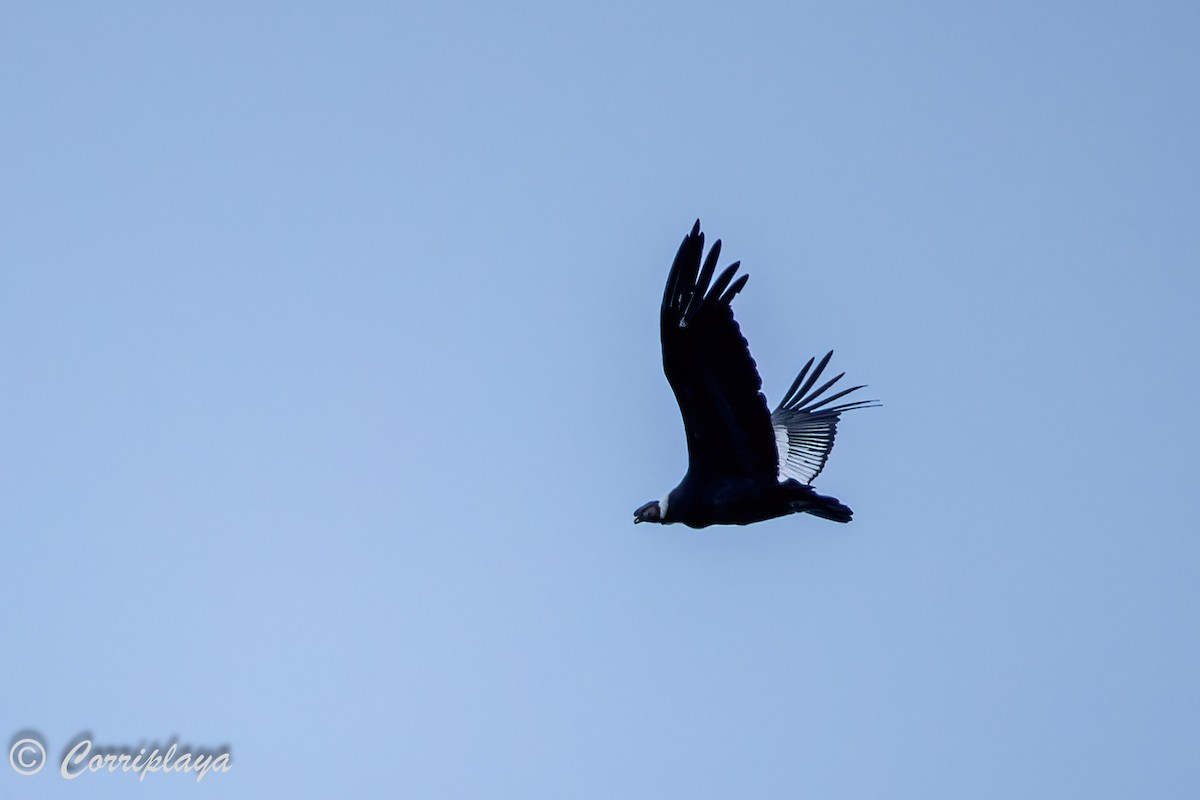 Condor des Andes - ML560781081
