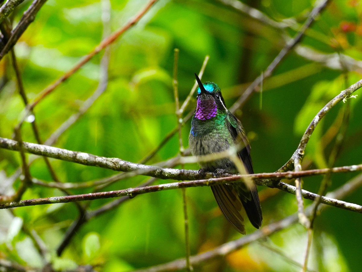 kolibřík fialovohrdlý - ML560782961
