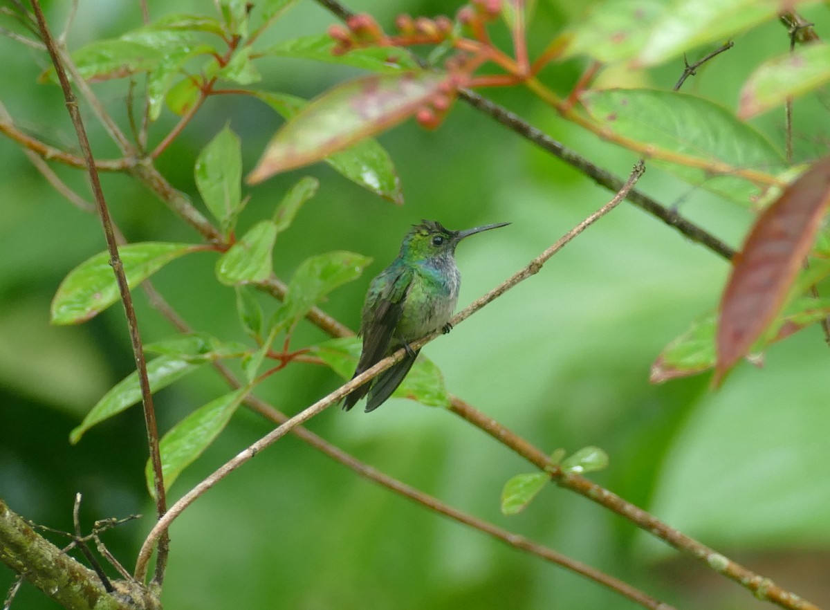Blue-chested Hummingbird - Chris Payne
