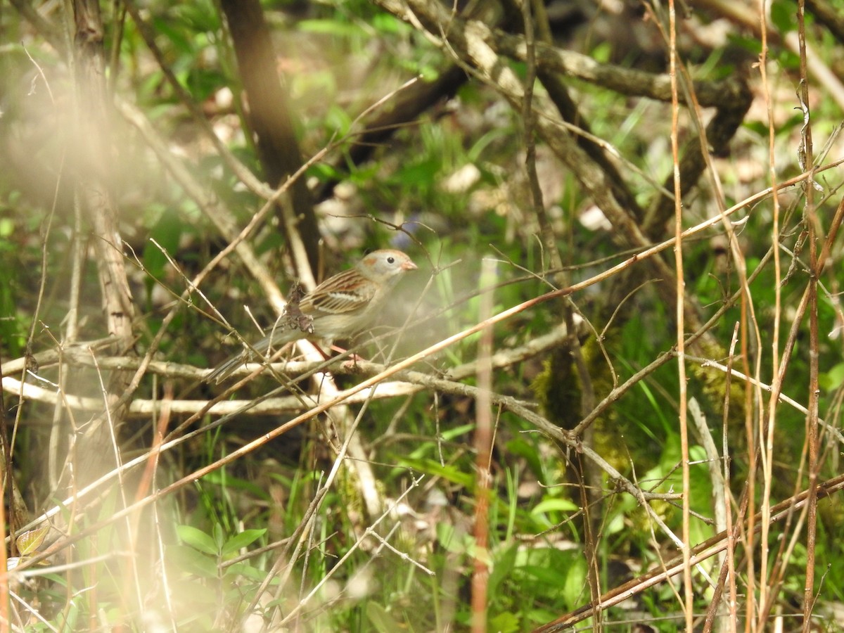 Field Sparrow - ML560788571