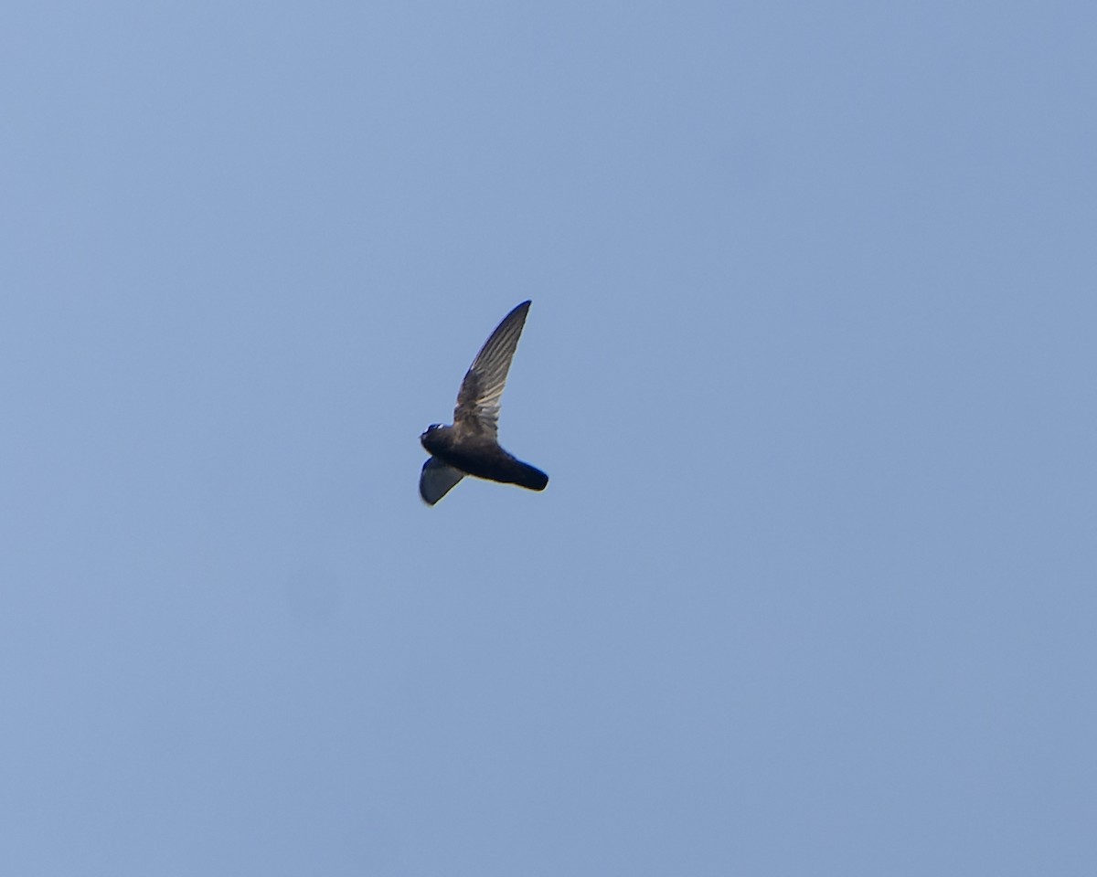 Spot-fronted Swift - ML560789321