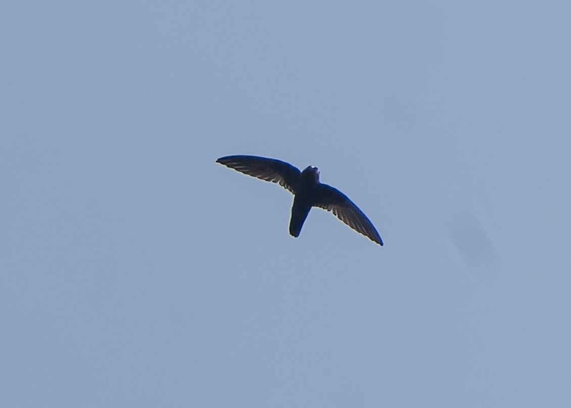 Spot-fronted Swift - ML560789331