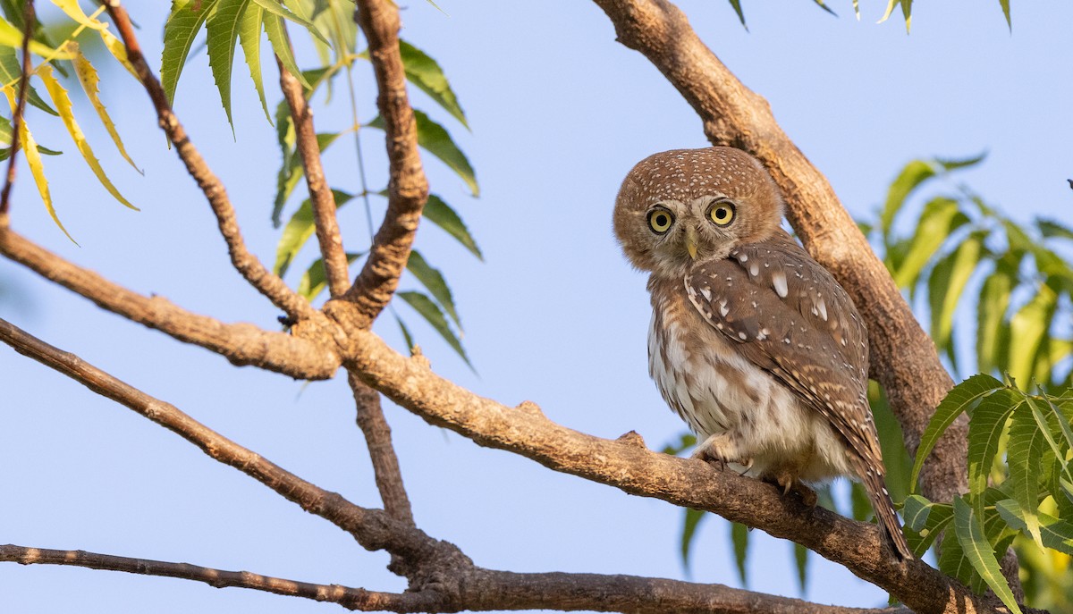 Pearl-spotted Owlet - ML560797101
