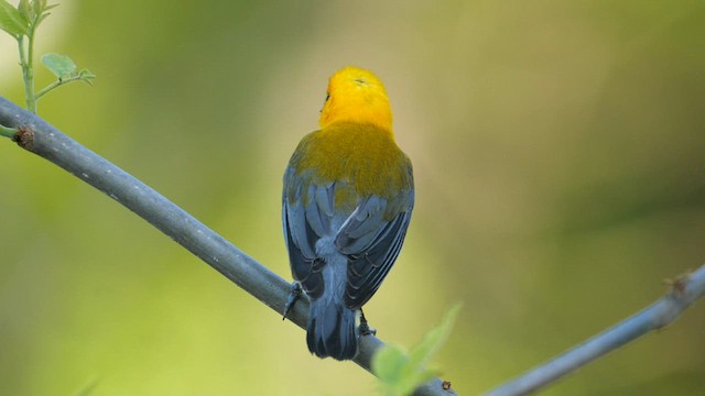 Prothonotary Warbler - ML560797781