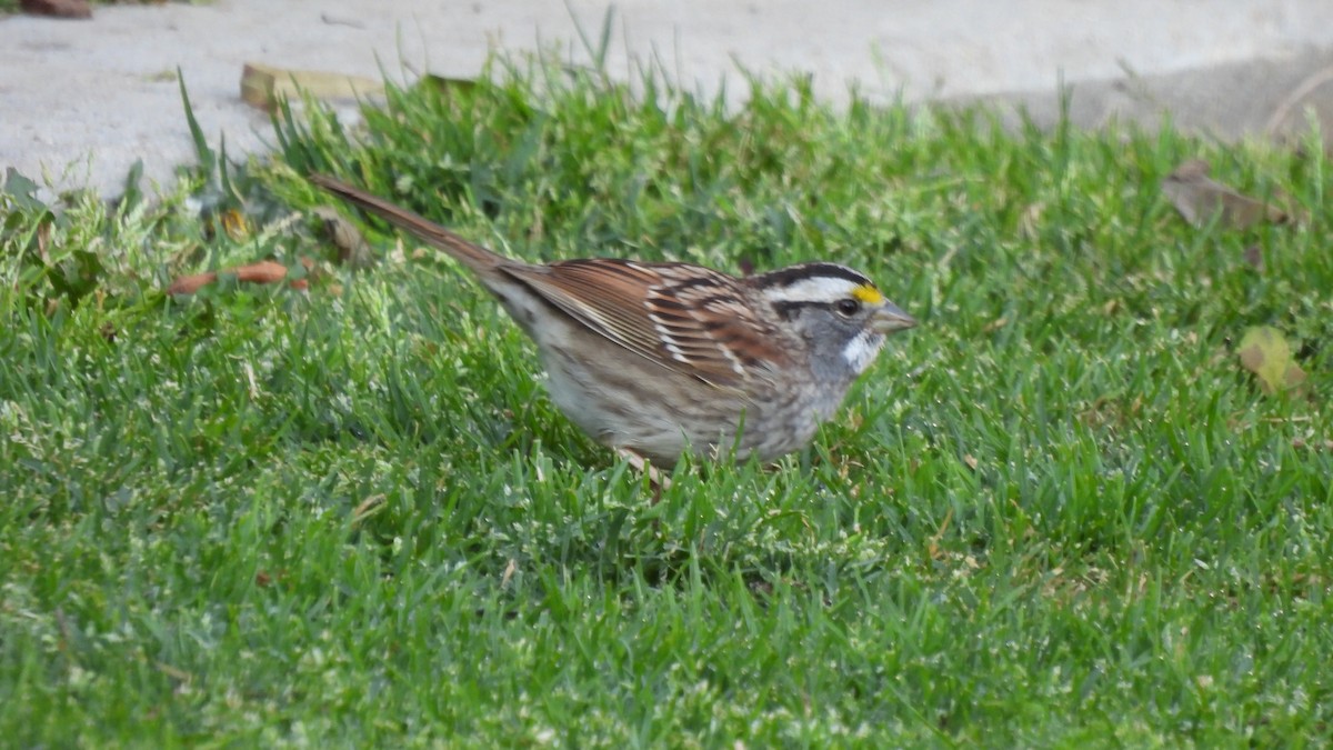 White-throated Sparrow - ML560798161