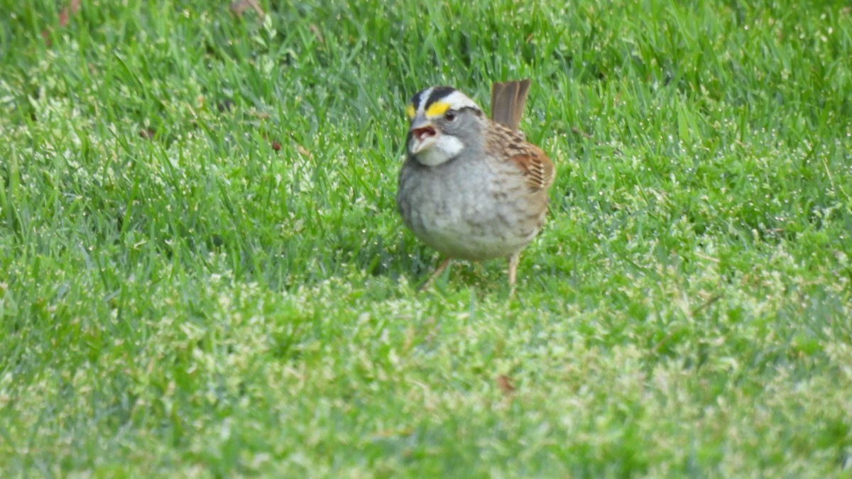 White-throated Sparrow - ML560798171