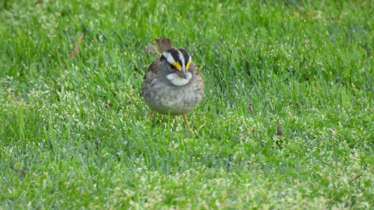 White-throated Sparrow - ML560798201