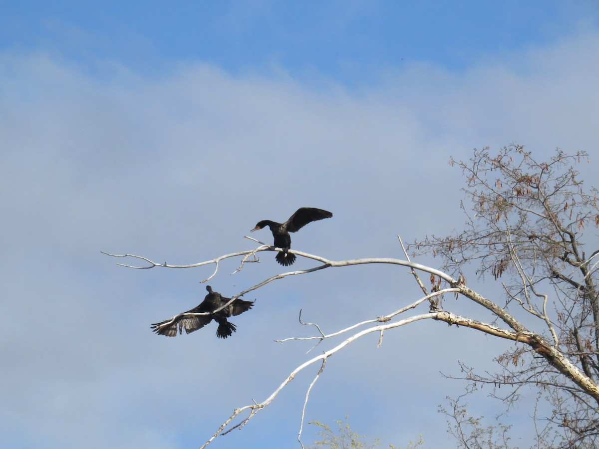 Double-crested Cormorant - Ian Hearn