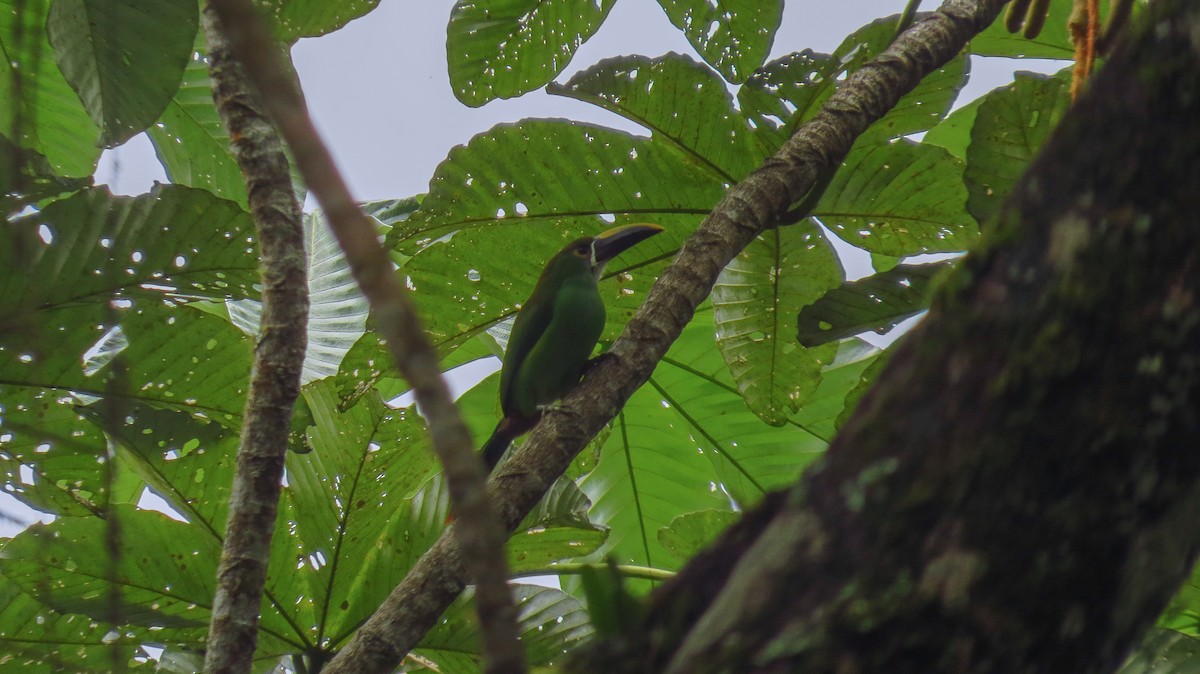 Southern Emerald-Toucanet - Jorge Muñoz García   CAQUETA BIRDING