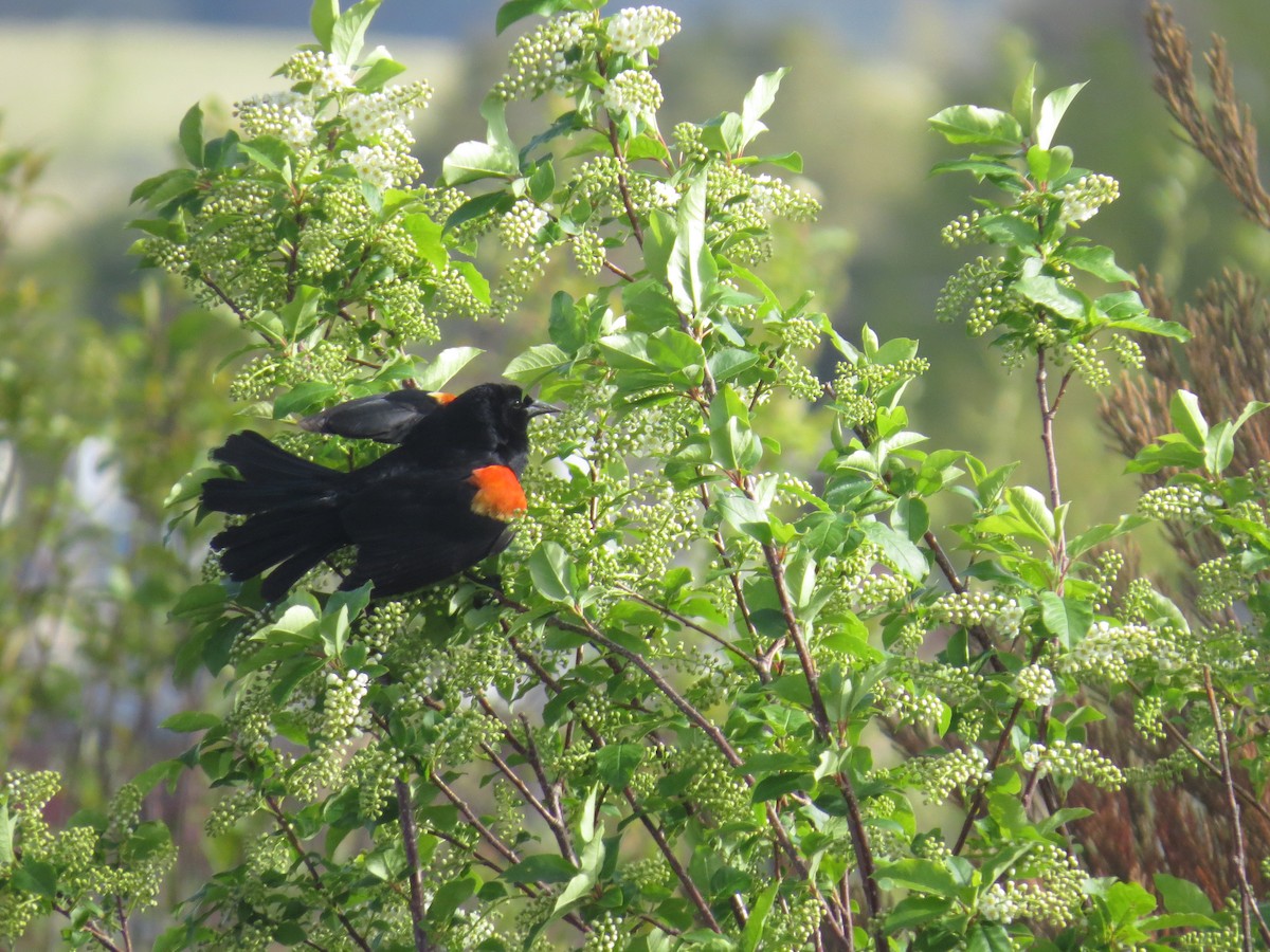 Red-winged Blackbird - Ian Hearn