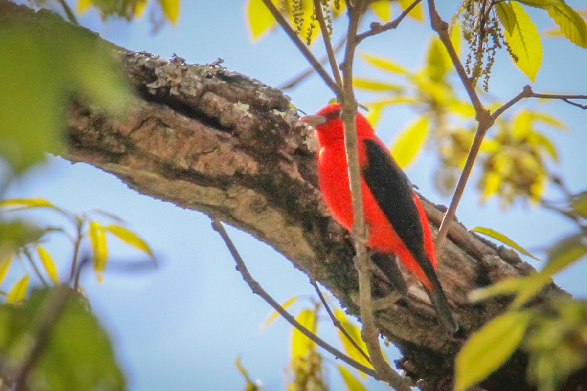Scarlet Tanager - ML560817111
