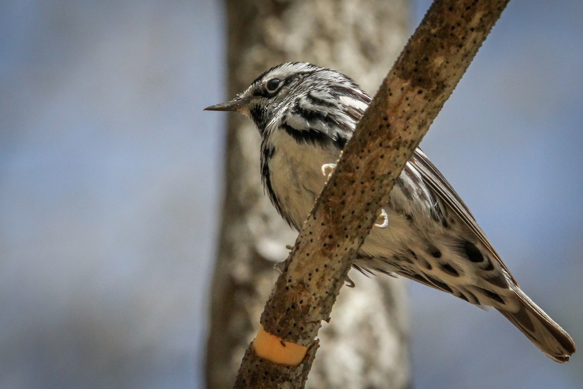 Black-and-white Warbler - ML560817501