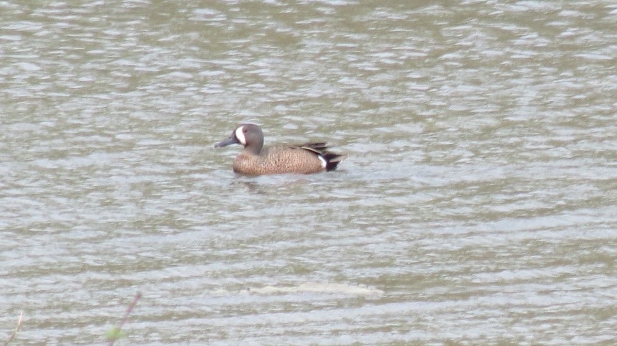 Ebird Checklist - 21 Apr 2023 - Pickerington Ponds--wood Duck Picnic 