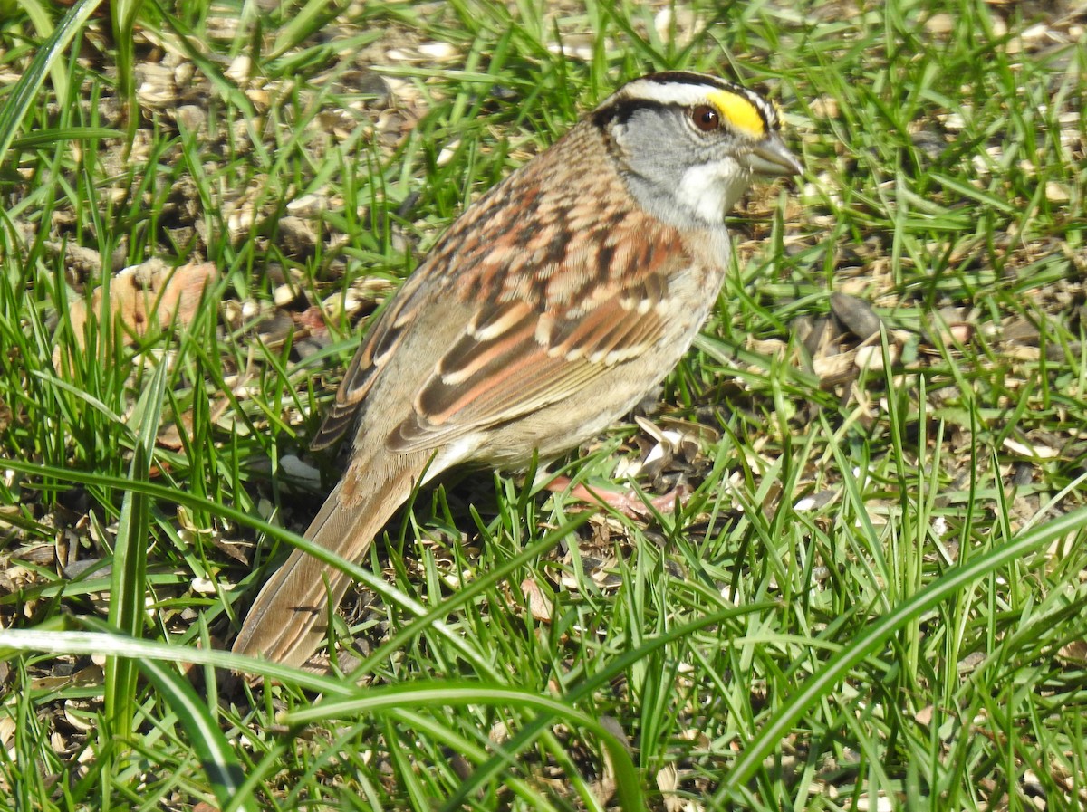 White-throated Sparrow - ML560829211