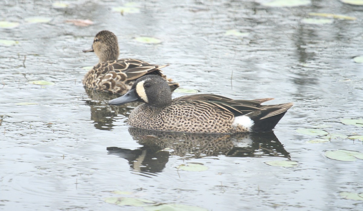 Blue-winged Teal - ML560829611