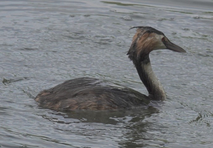 Great Crested Grebe - ML560832501
