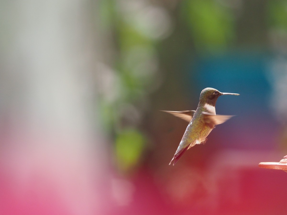 Ruby-throated Hummingbird - ML560834351