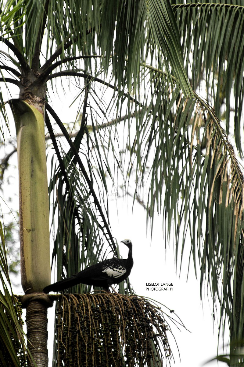Blue-throated Piping-Guan - ML560834381
