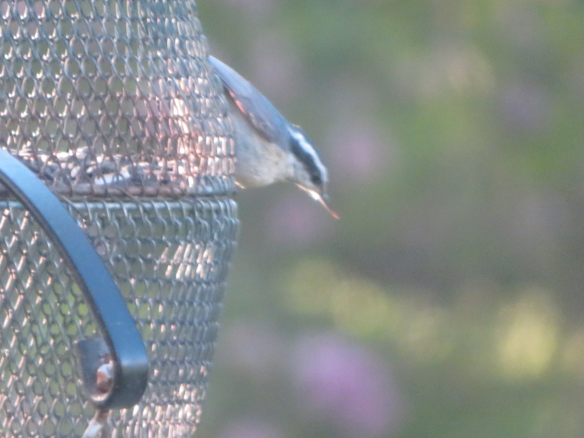Red-breasted Nuthatch - ML560837811
